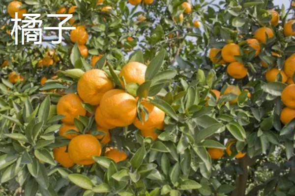 哪些水果在冬季成熟，常见冬枣、香蕉、橘子等品种