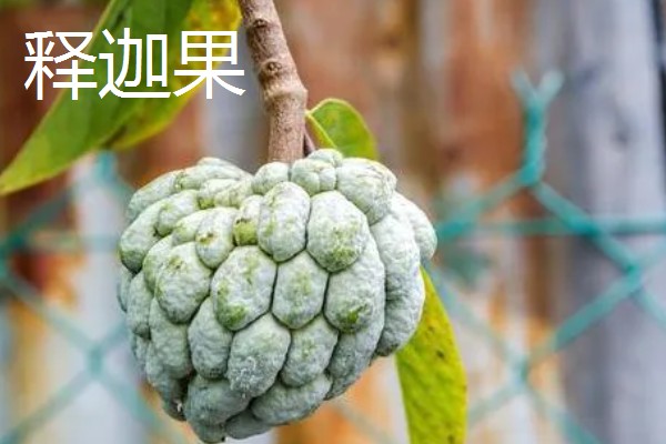 哪些水果在冬季成熟，常见冬枣、香蕉、橘子等品种