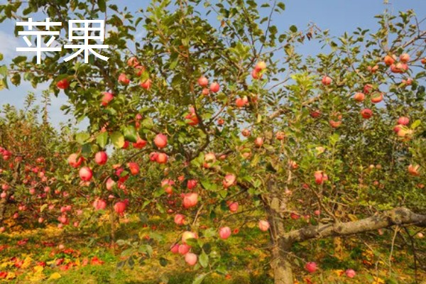 哪些水果在冬季成熟，常见冬枣、香蕉、橘子等品种