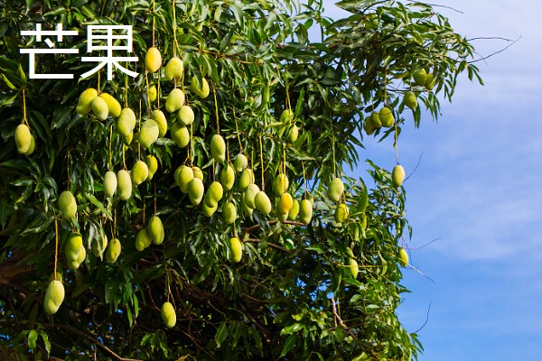 哪些水果在冬季成熟，常见冬枣、香蕉、橘子等品种