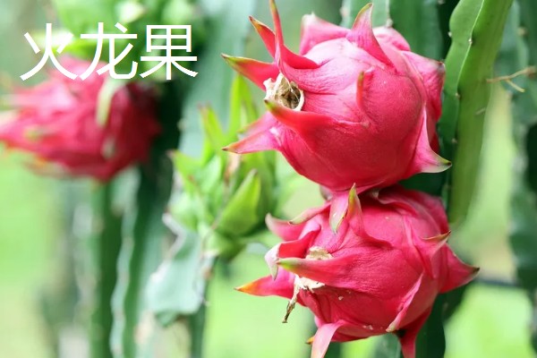 哪些水果在冬季成熟，常见冬枣、香蕉、橘子等品种