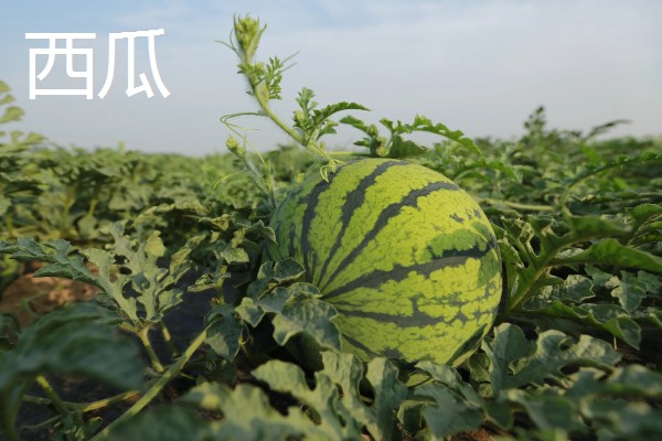 哪些水果在冬季成熟，常见冬枣、香蕉、橘子等品种