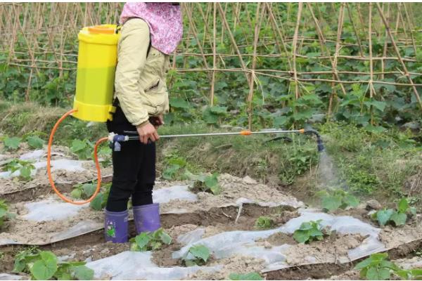 黄瓜空心的原因，可能是营养不良引起的