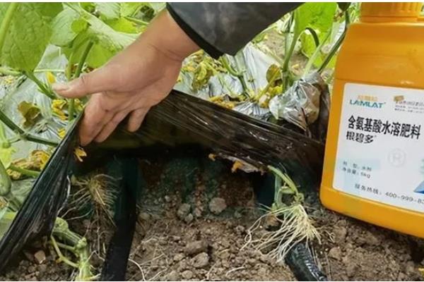 黄瓜空心的原因，可能是营养不良引起的