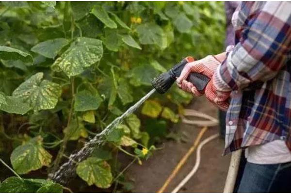 黄瓜空心的原因，可能是营养不良引起的