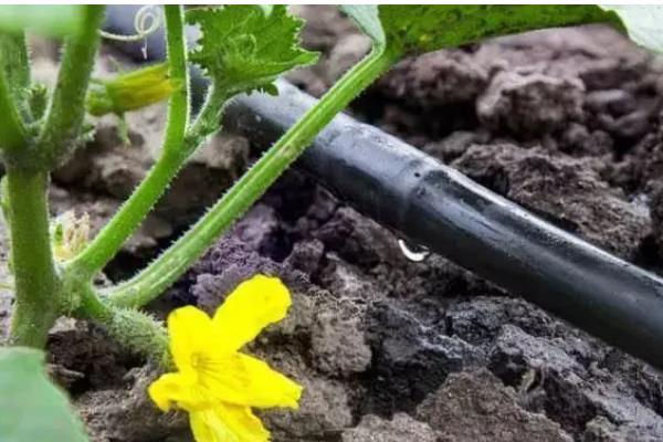 黄瓜空心的原因，可能是营养不良引起的