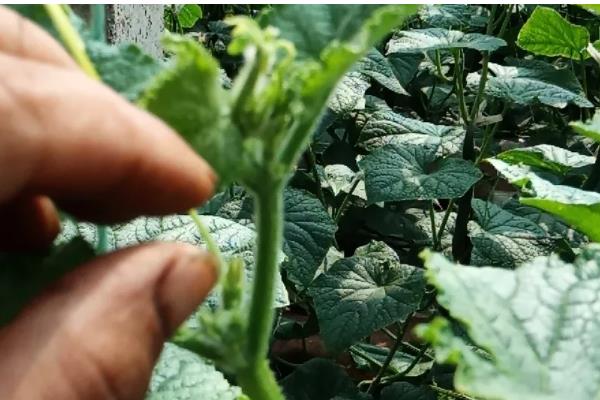 黄瓜空心的原因，可能是营养不良引起的