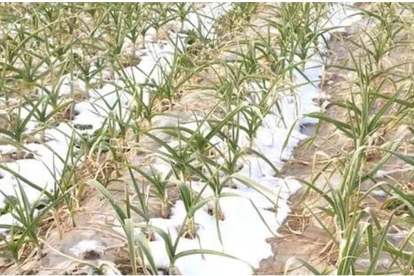 大蒜如何管理,返青期亩施25公斤三元复合肥