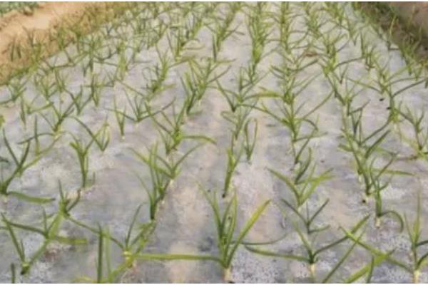 大蒜如何管理,返青期亩施25公斤三元复合肥