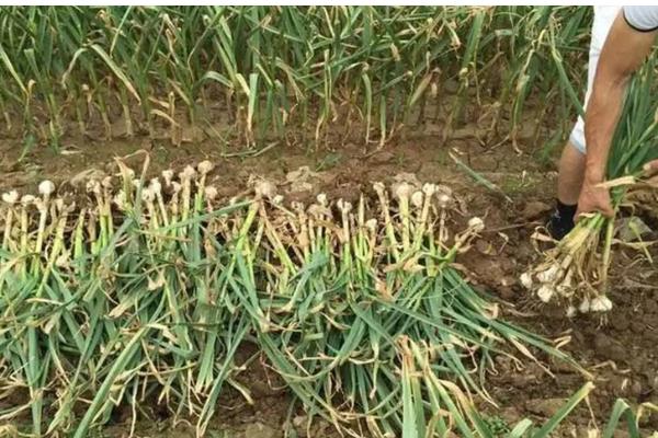 大蒜如何管理,返青期亩施25公斤三元复合肥