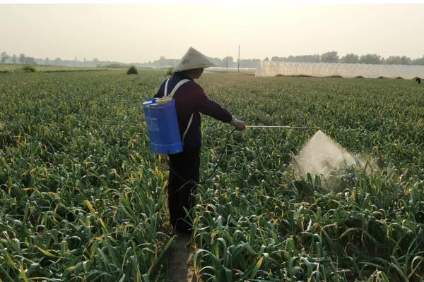 大蒜如何管理,返青期亩施25公斤三元复合肥