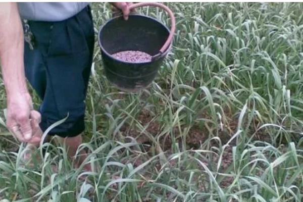 大蒜如何管理,返青期亩施25公斤三元复合肥