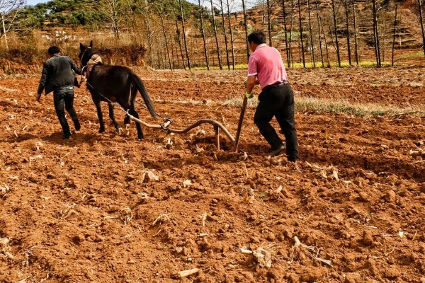 8月份能种哈密瓜吗，通常可以种植