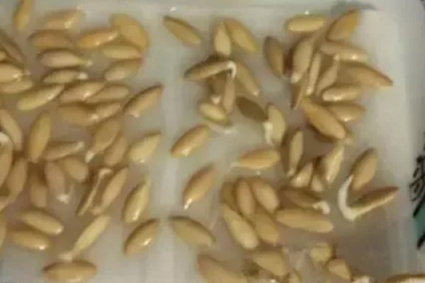 8月份能种哈密瓜吗，通常可以种植