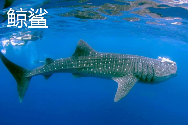 鲸鲨大还是蓝鲸大,蓝鲸是体型最大的动物