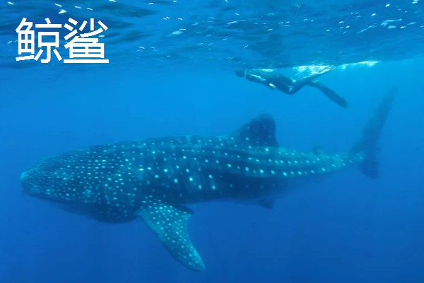 鲸鲨大还是蓝鲸大,蓝鲸是体型最大的动物