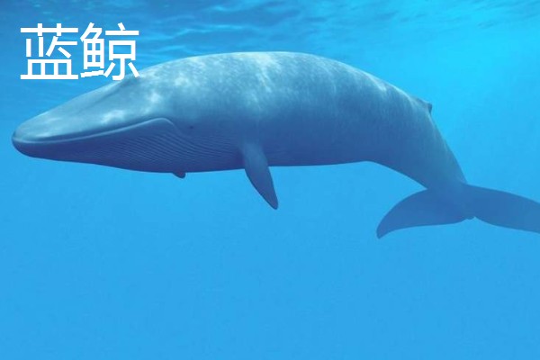 鲸鲨大还是蓝鲸大,蓝鲸是体型最大的动物