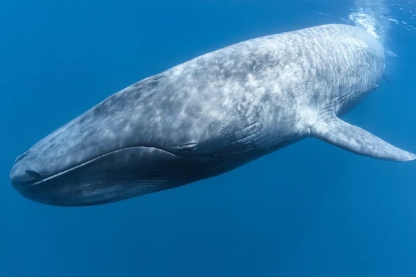 鲸鲨大还是蓝鲸大,蓝鲸是体型最大的动物