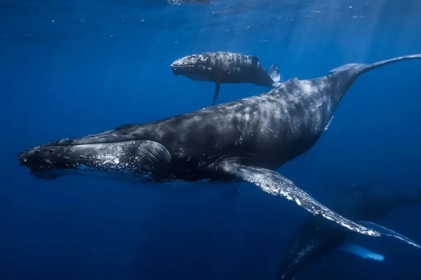 鲸鲨大还是蓝鲸大,蓝鲸是体型最大的动物