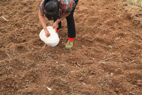 8月份能种哈密瓜吗，通常可以种植