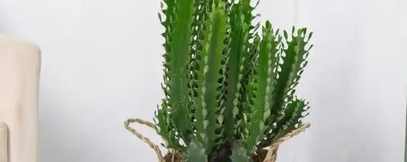 怎么养龙骨，需将其养护在阳光充足的地方