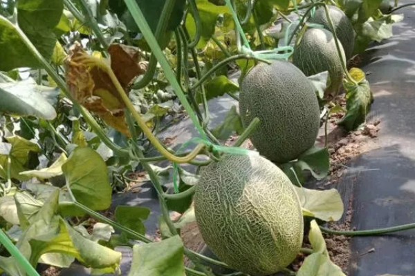 8月份能种哈密瓜吗，通常可以种植