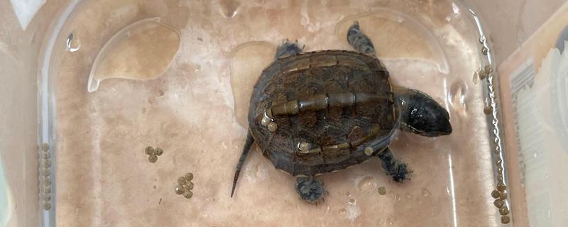 怎么养中华草龟，水质要保证干净清澈