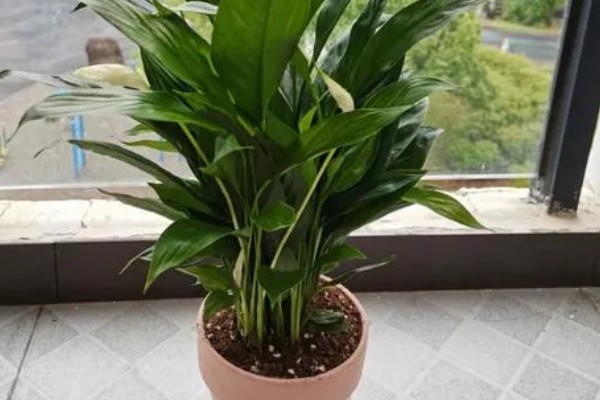 一帆风顺的养护方法，生长期每隔2-3天浇一次水