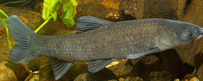 10厘米青鱼一年可以长多大，一年能长到1-2千克