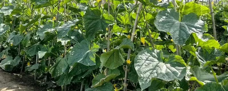 种黄瓜要不要盖薄膜，通常要盖薄膜