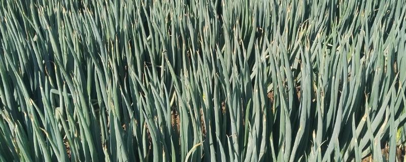 山东大葱有多高，通常在70厘米左右