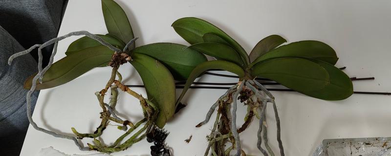 蝴蝶兰开败后的处理方法，剪除残花并喷施消毒剂