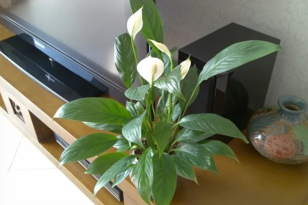 一帆风顺的养护方法，生长期每隔2-3天浇一次水