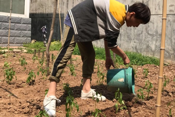 辣椒苗卷叶萎缩怎么处理，要合理施肥并减少光照