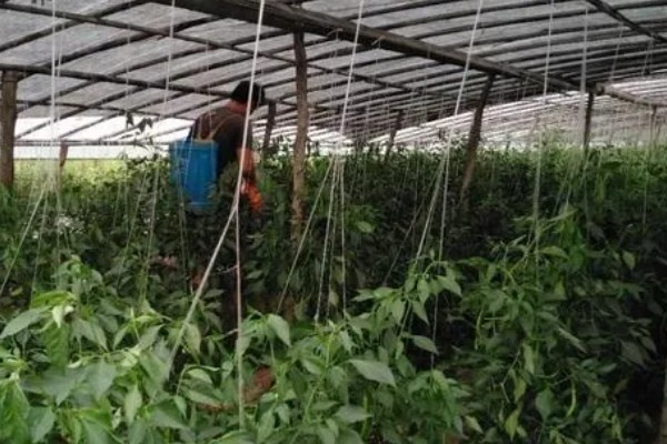 辣椒苗卷叶萎缩怎么处理，要合理施肥并减少光照