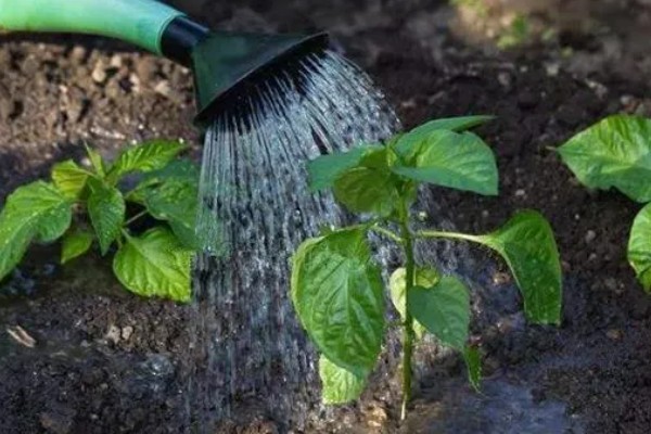 辣椒苗卷叶萎缩怎么处理，要合理施肥并减少光照