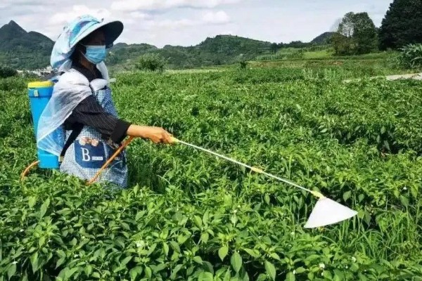 辣椒苗卷叶萎缩怎么处理，要合理施肥并减少光照