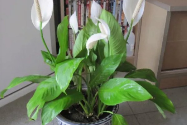 一帆风顺的养护方法，生长期每隔2-3天浇一次水