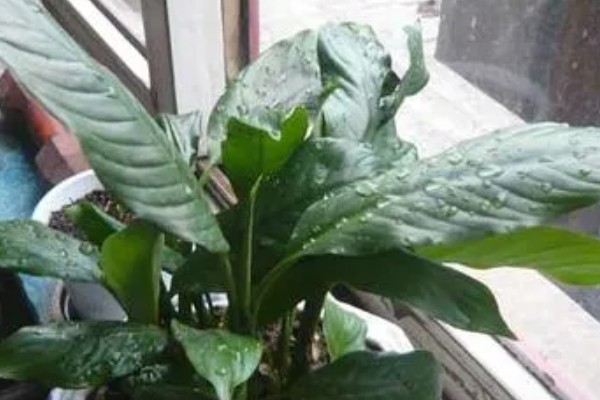 一帆风顺的养护方法，生长期每隔2-3天浇一次水