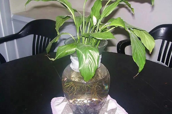 一帆风顺的养护方法，生长期每隔2-3天浇一次水