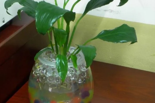 一帆风顺的养护方法，生长期每隔2-3天浇一次水