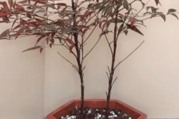 南天竹冬天在北方室外会冻死吗，可能会冻死