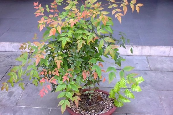 南天竹冬天在北方室外会冻死吗，可能会冻死