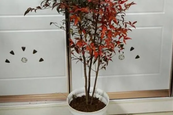 南天竹冬天在北方室外会冻死吗，可能会冻死