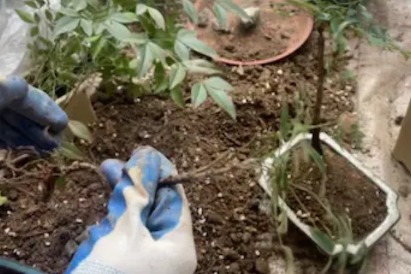 南天竹冬天在北方室外会冻死吗，可能会冻死