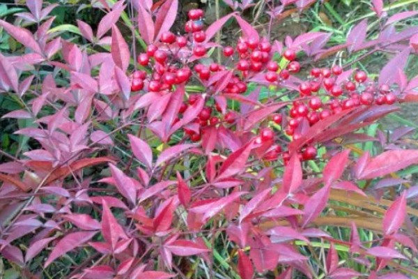 南天竹冬天在北方室外会冻死吗，可能会冻死