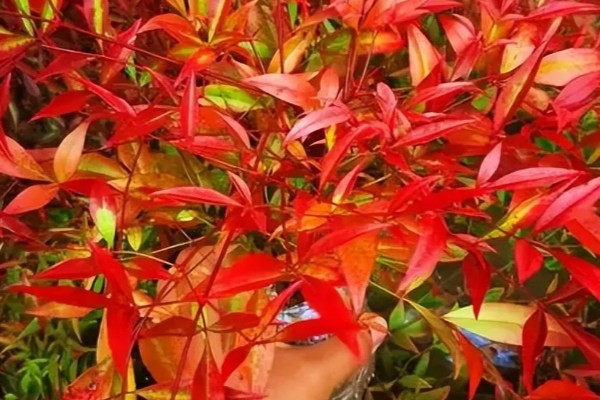 南天竹冬天在北方室外会冻死吗，可能会冻死