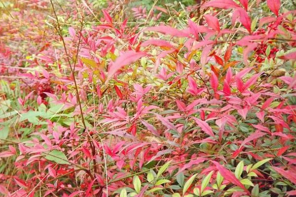 南天竹冬天在北方室外会冻死吗，可能会冻死