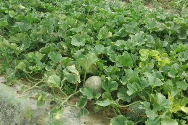 8月份能种哈密瓜吗，通常可以种植