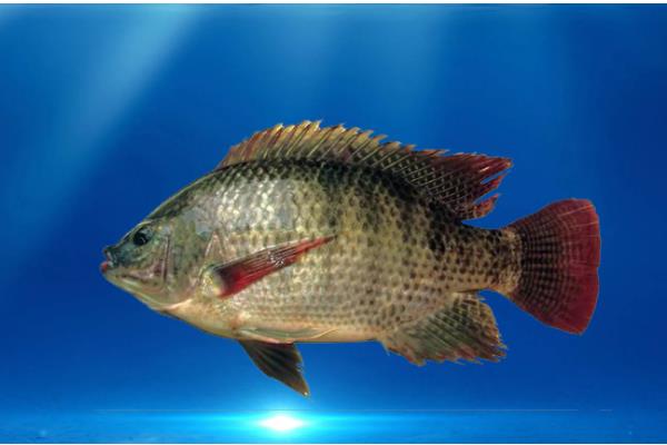罗非鱼有什么品种，红罗非鱼、尼罗罗非鱼、奥尼罗非鱼都很常见